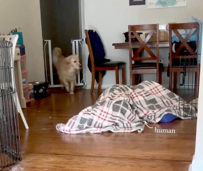 ゴールデンレトリーバー,動画