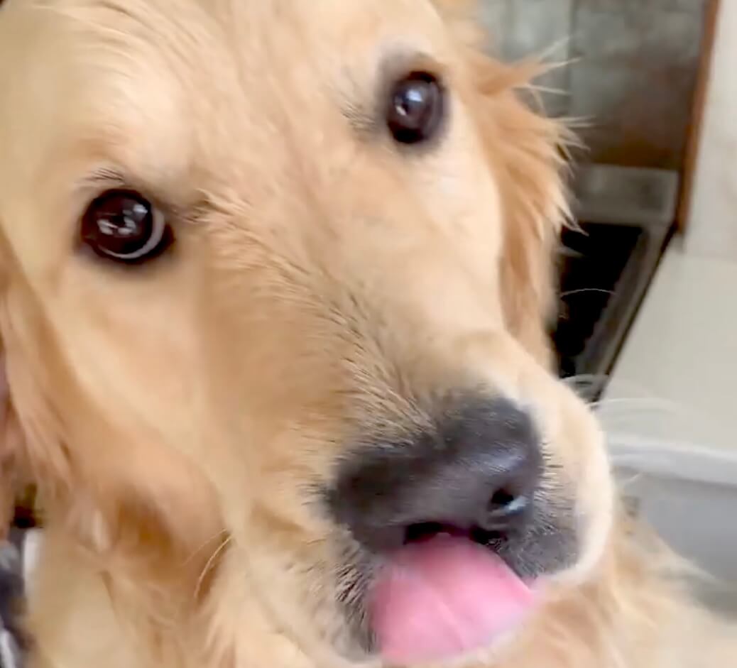 ゴールデンレトリーバー,動画