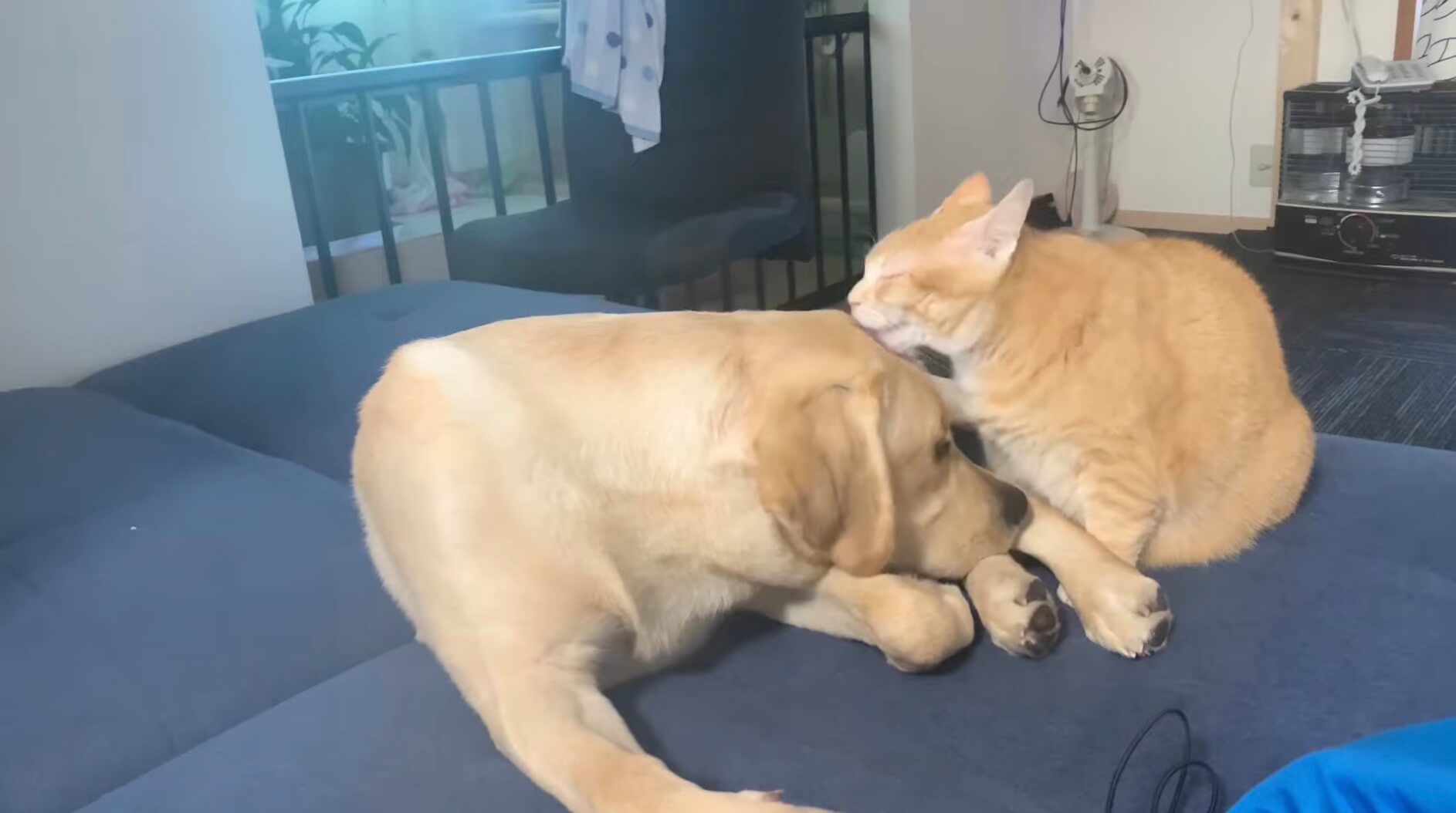 ラブラドールレトリーバー,動画