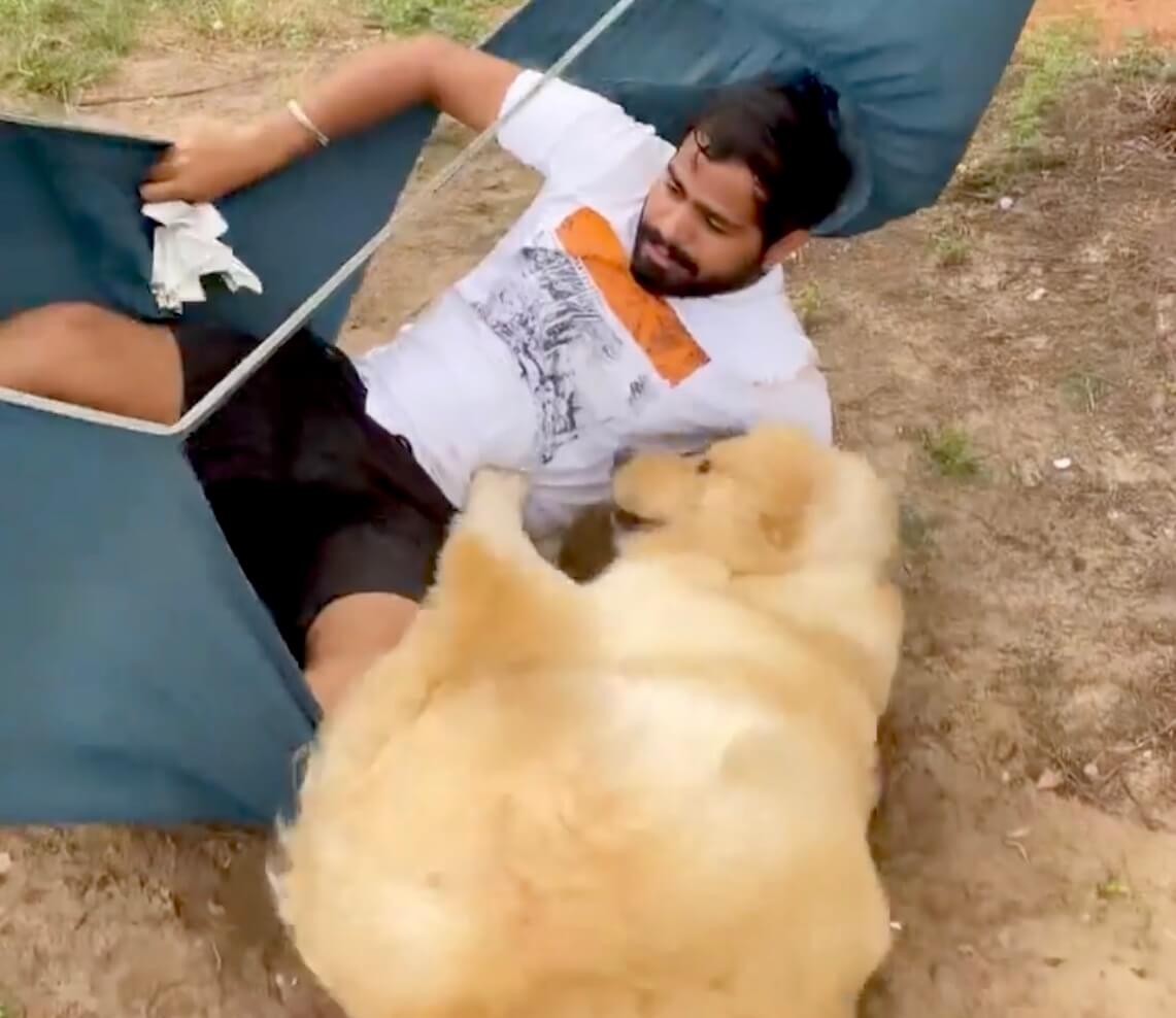 ゴールデンレトリーバー,動画