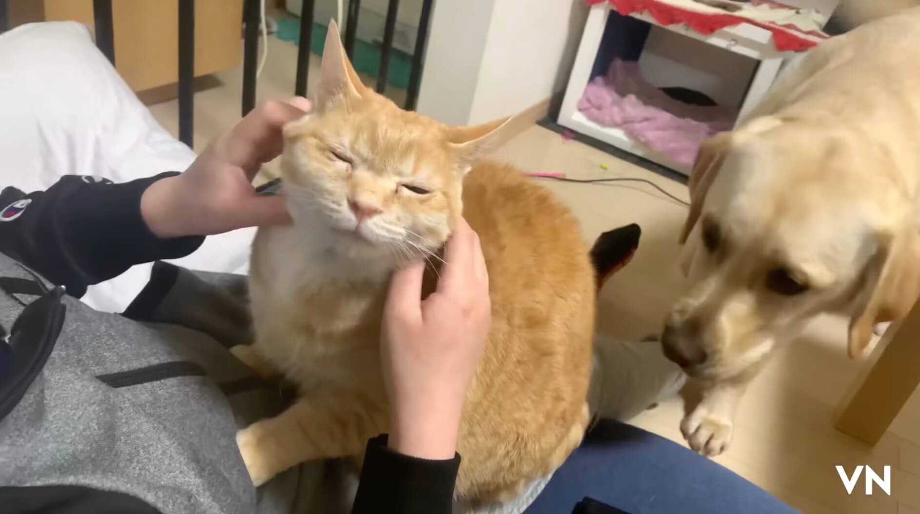 ラブラドールレトリーバー,動画