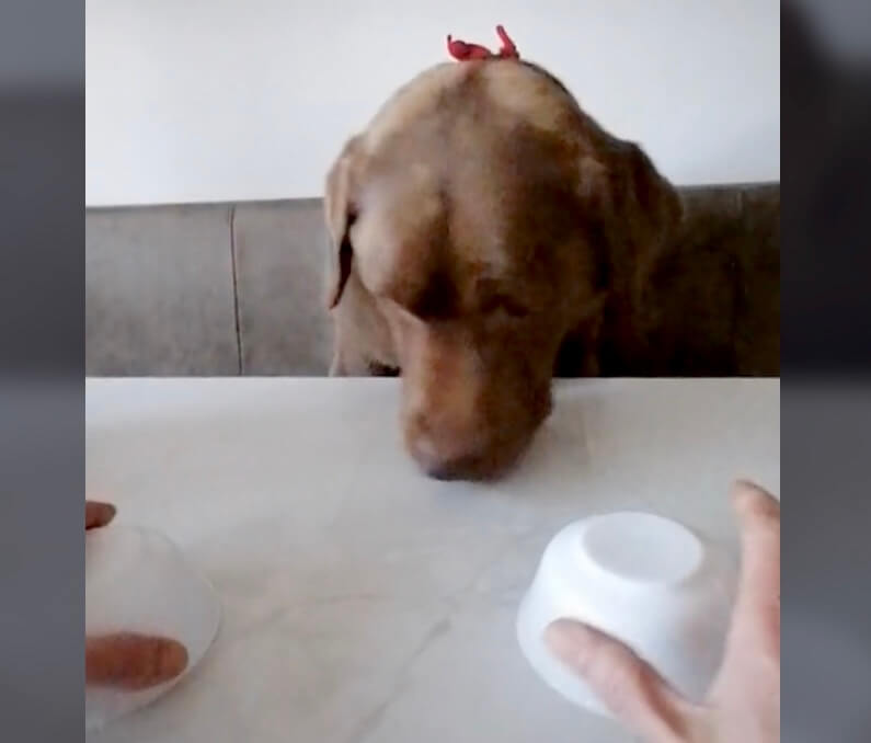 ラブラドールレトリーバー,動画