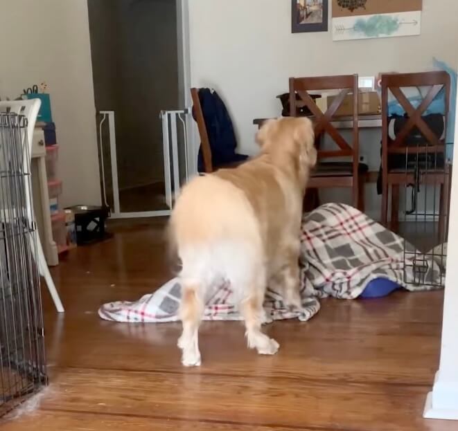 ゴールデンレトリーバー,動画