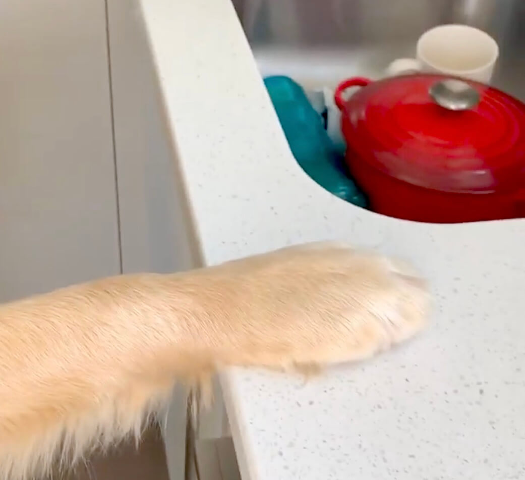 ゴールデンレトリーバー,動画