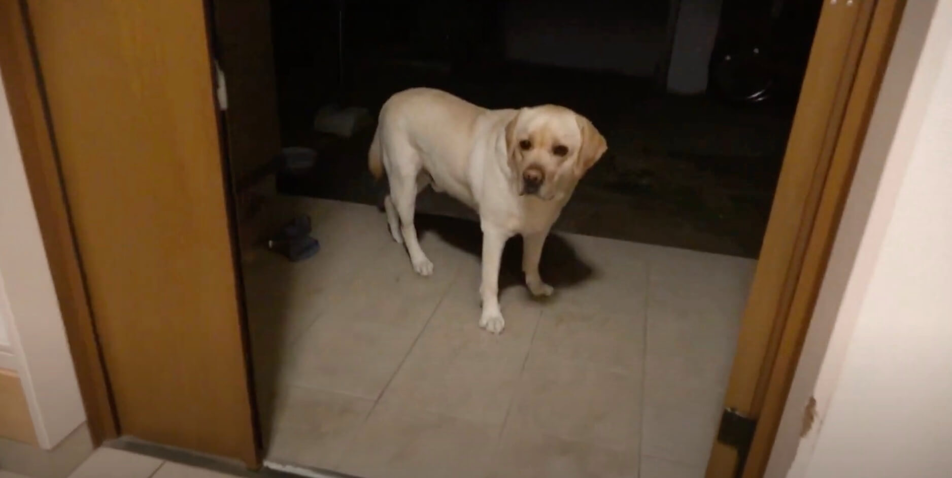 ラブラドールレトリーバー,動画