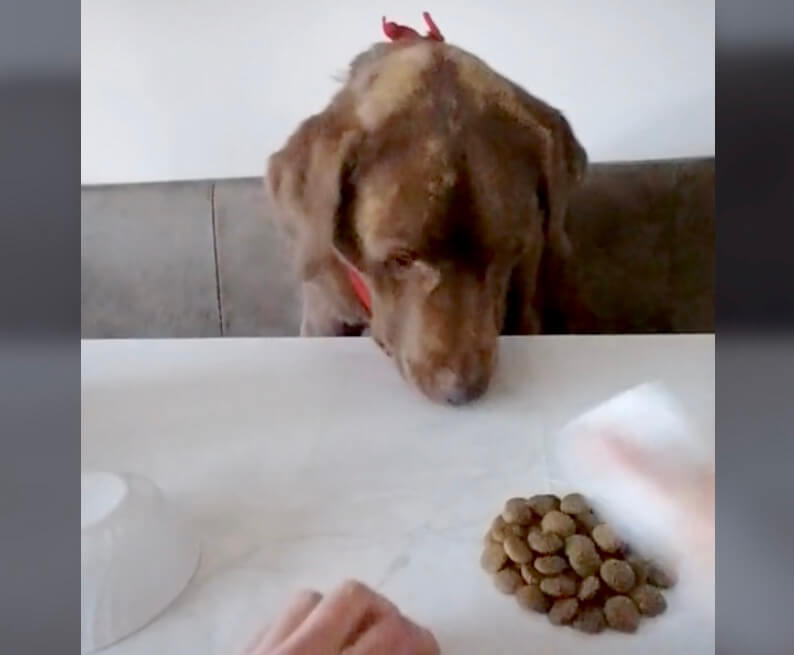 ラブラドールレトリーバー,動画