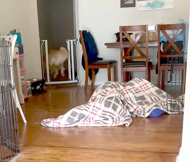 ゴールデンレトリーバー,動画