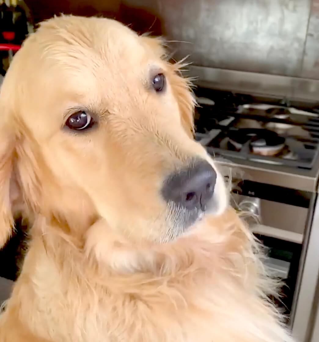 ゴールデンレトリーバー,動画