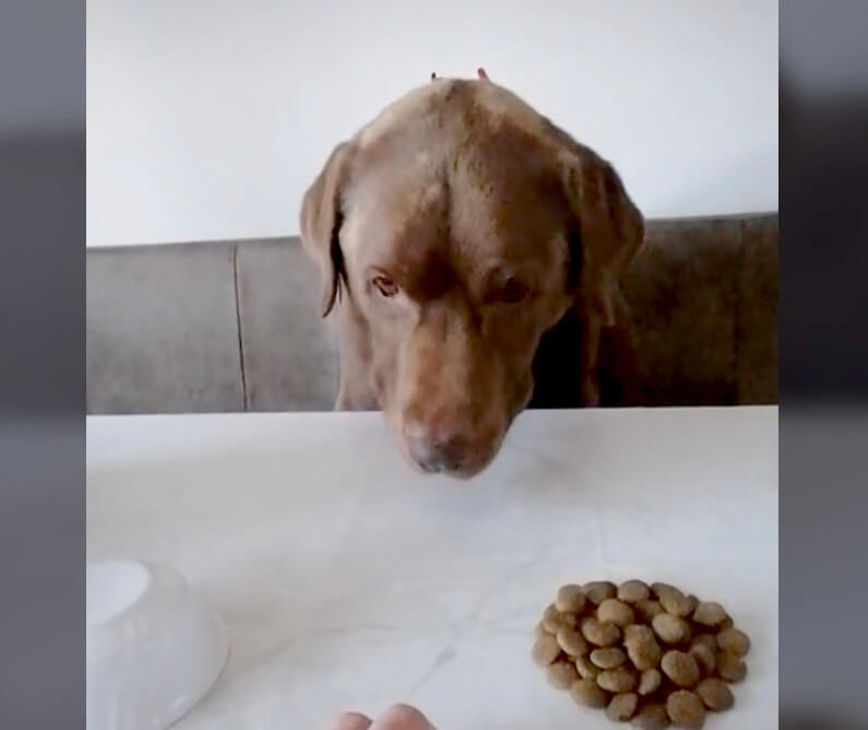 ラブラドールレトリーバー,動画