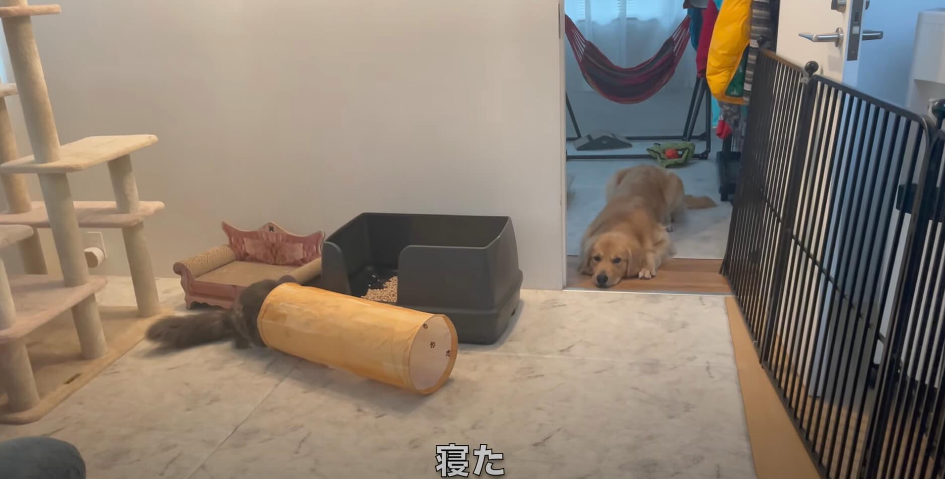 ゴールデンレトリーバー,動画