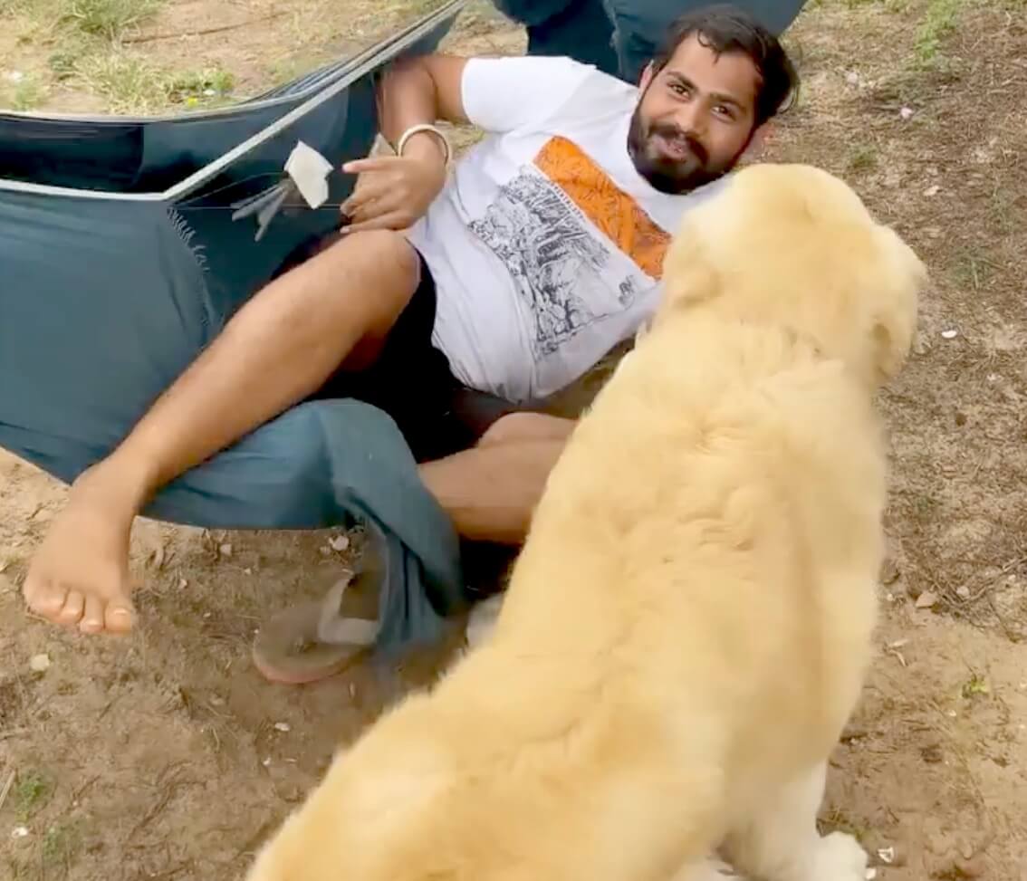 ゴールデンレトリーバー,動画