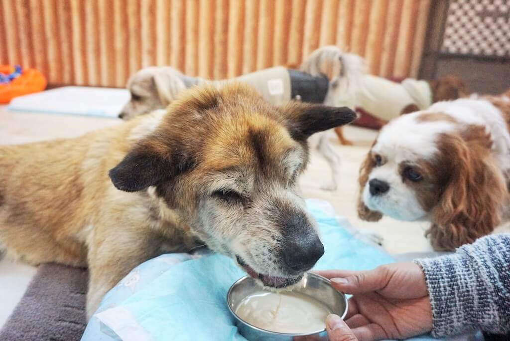 はまじぃの家,ペットホテル,ペットデイサービス