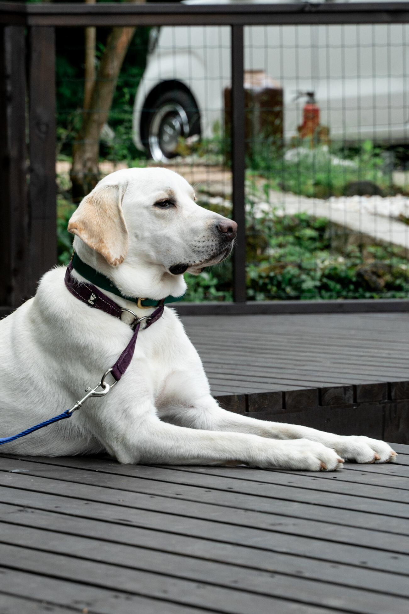 レトリーバー,宿,Lily's Garden