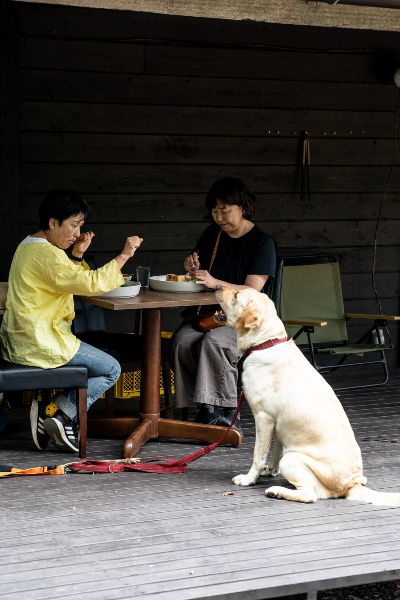 レトリーバー,宿,Lily's Garden