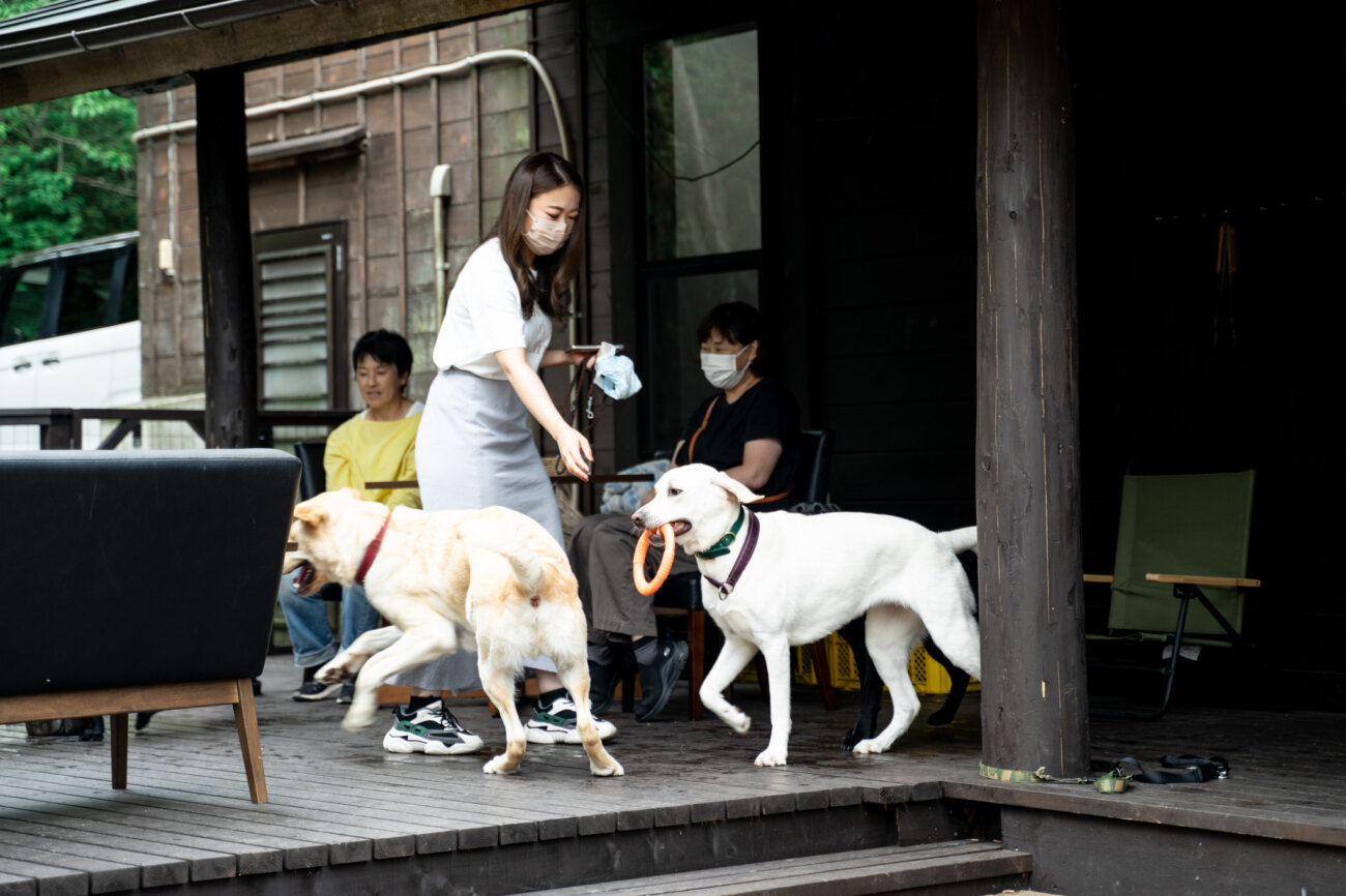 レトリーバー,宿,Lily's Garden