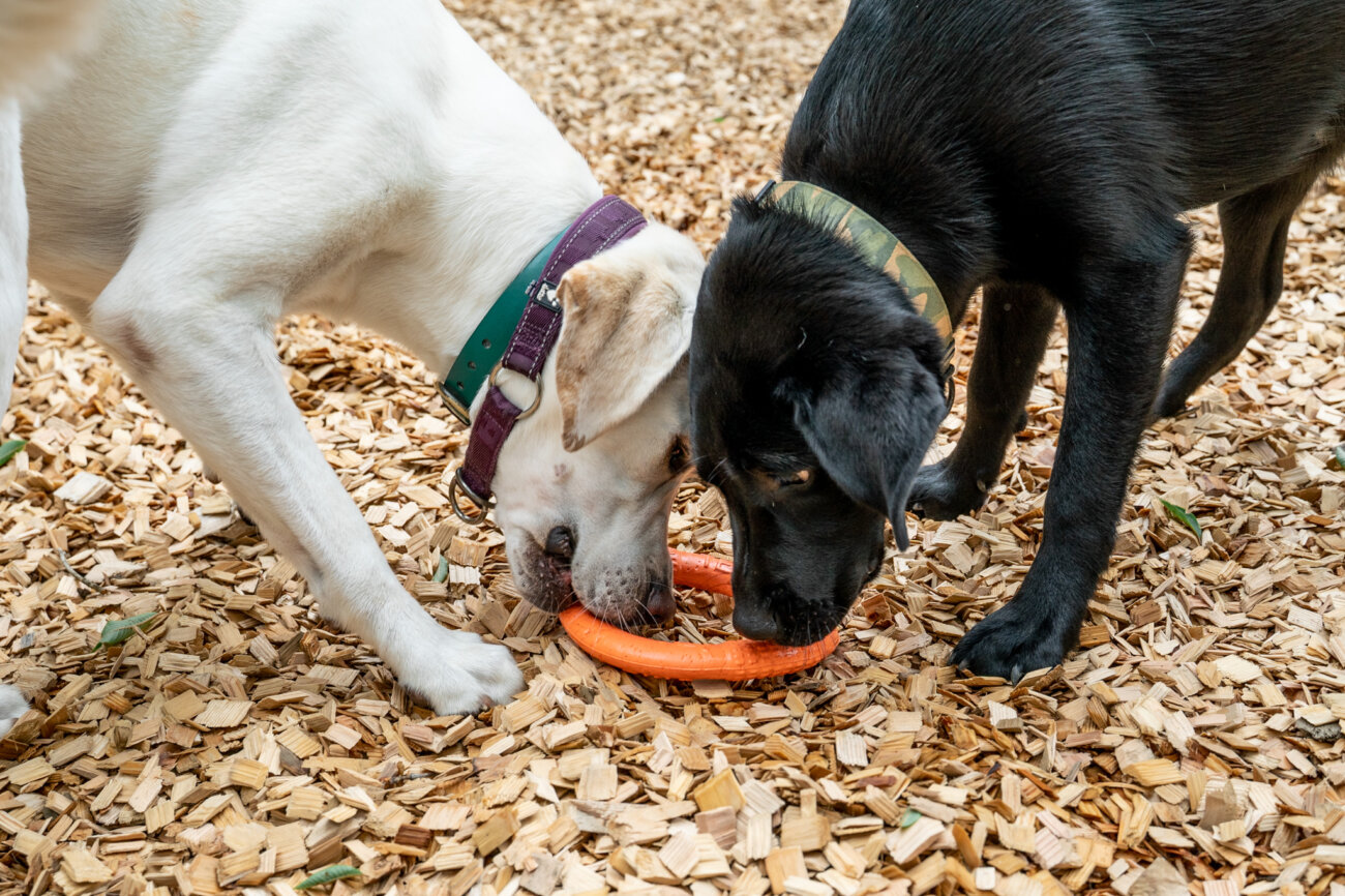 レトリーバー,宿,Lily's Garden