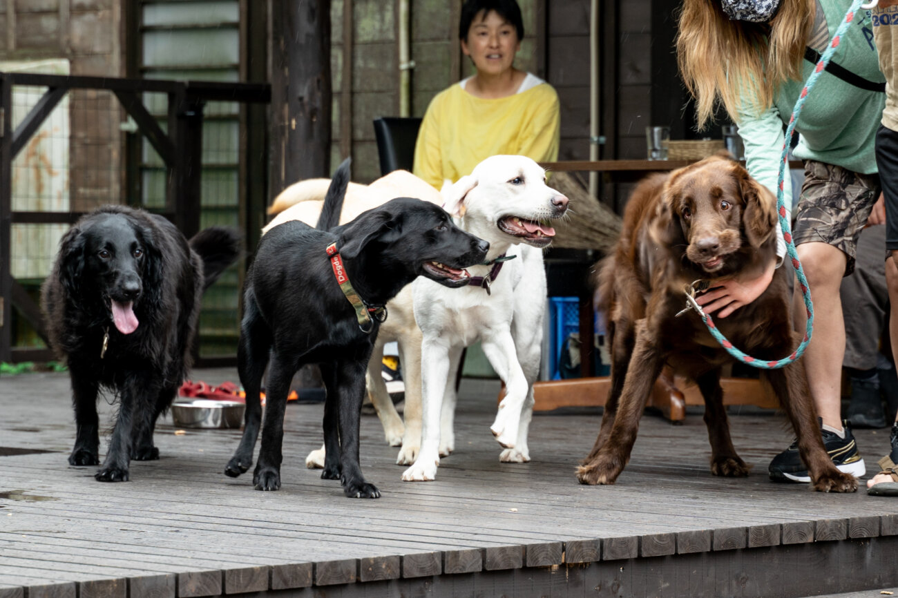 レトリーバー,宿,Lily's Garden
