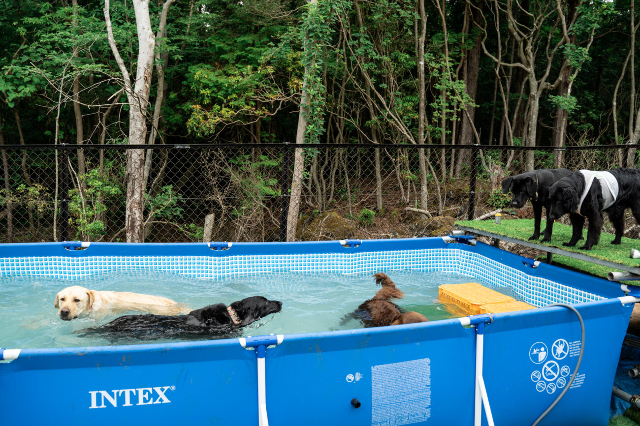 レトリーバー,宿,Lily's Garden