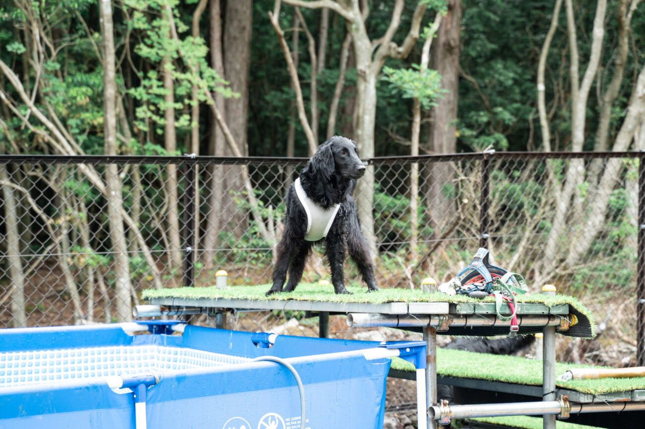 レトリーバー,宿,Lily's Garden