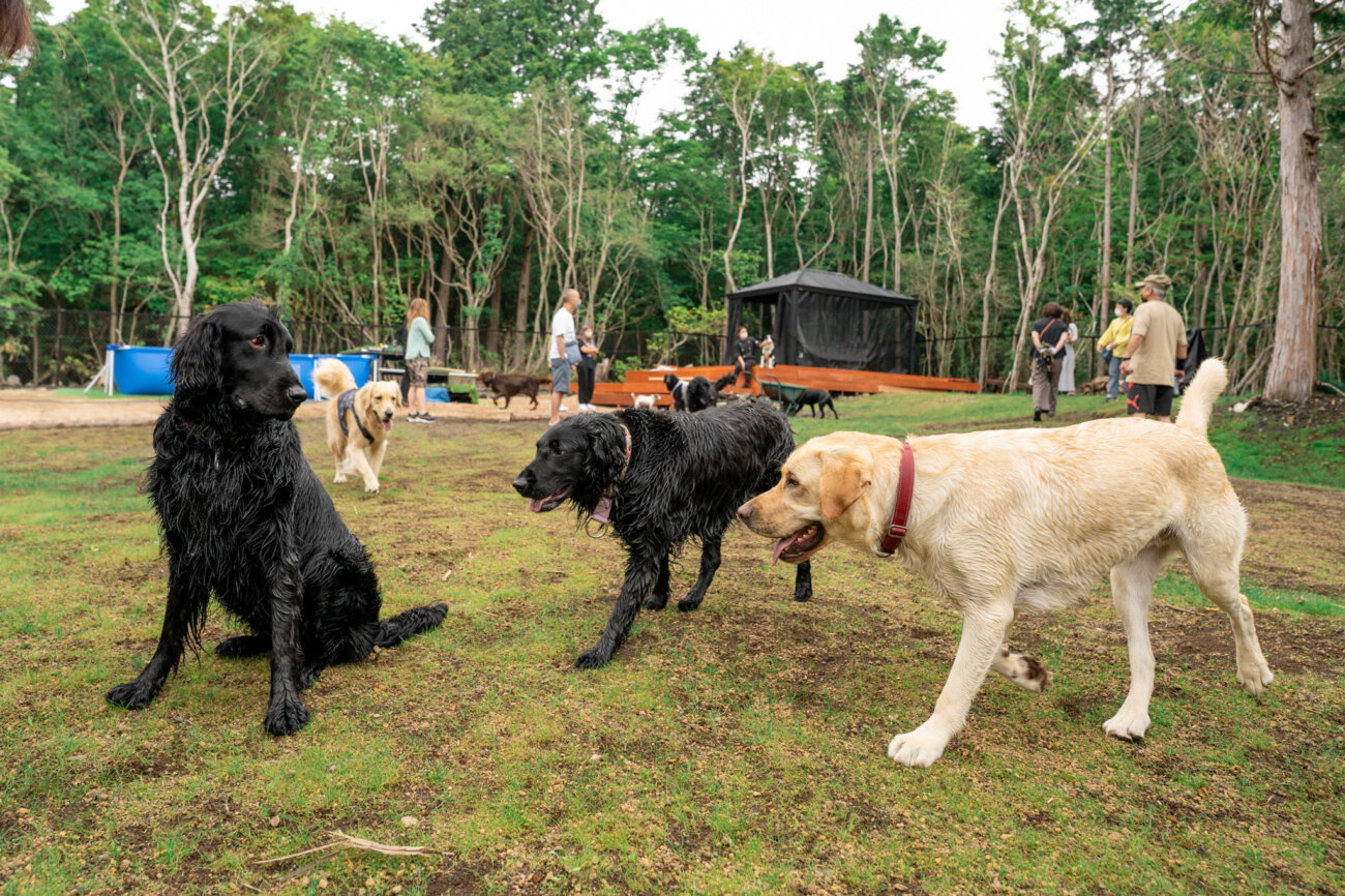 レトリーバー,宿,Lily's Garden