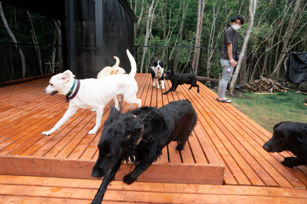 レトリーバー,宿,Lily's Garden