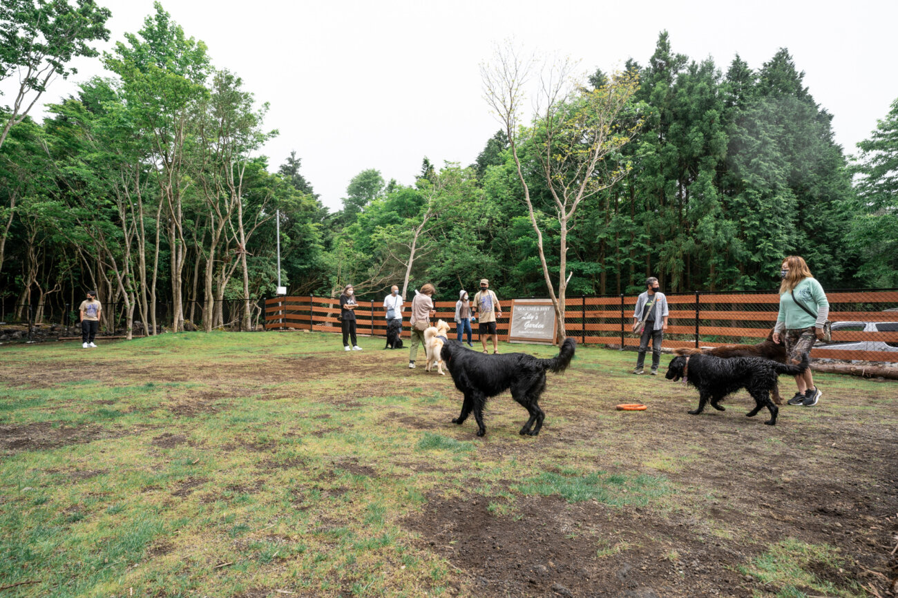 レトリーバー,宿,Lily's Garden