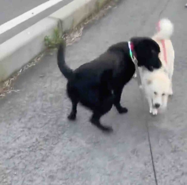 ラブラドールレトリーバー,動画