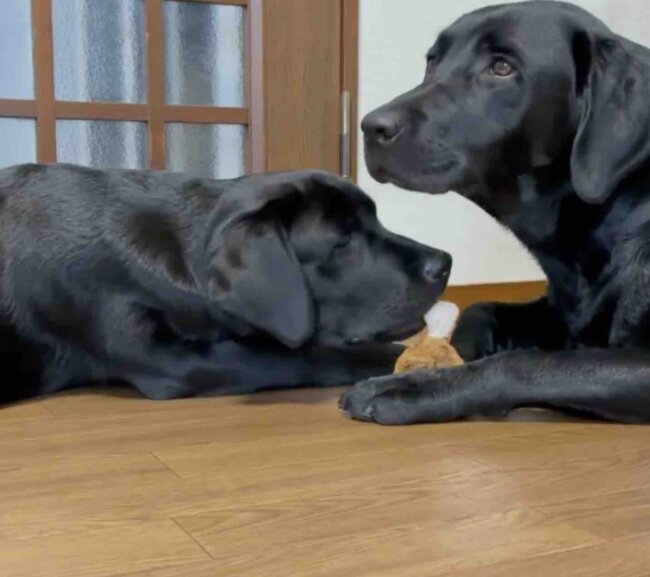 ラブラドールレトリーバー,動画