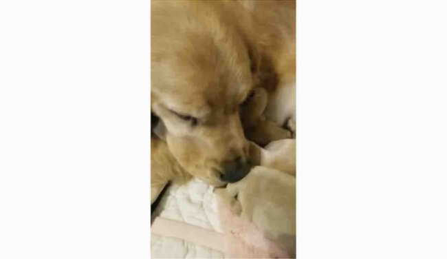 ゴールデンレトリーバー,動画