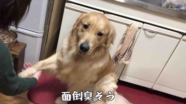 ゴールデンレトリーバー,動画