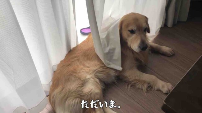 ゴールデンレトリーバー,動画