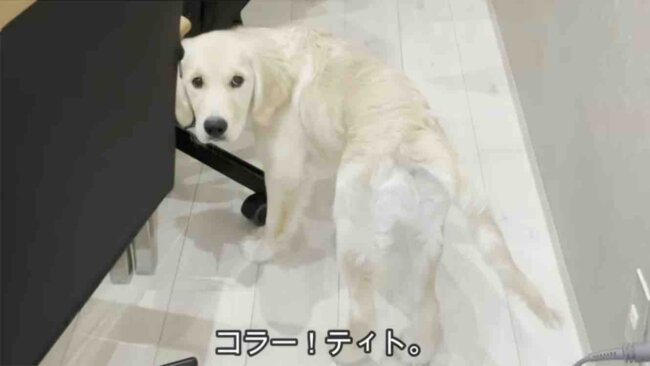 ゴールデンレトリーバー,動画