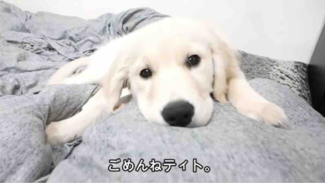 ゴールデンレトリーバー,動画