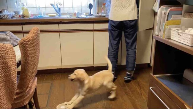 ラブラドールレトリーバー,動画