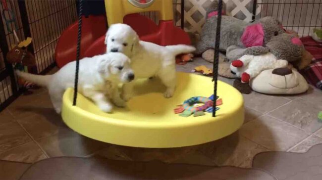 ゴールデンレトリーバー,動画