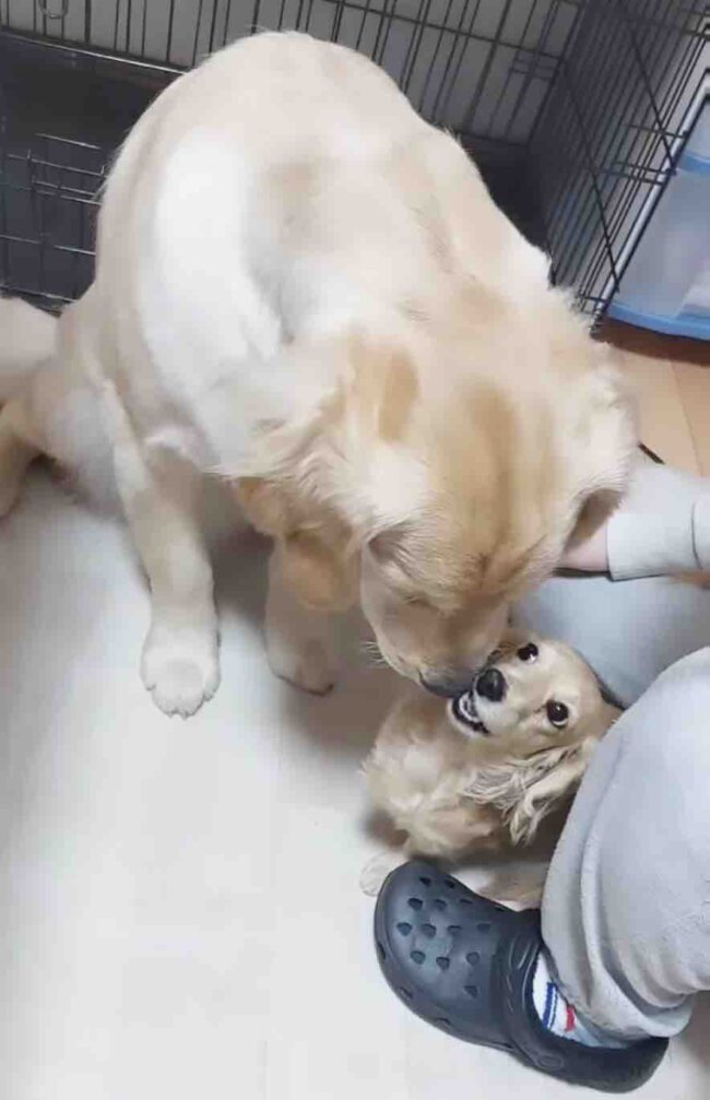 ゴールデンレトリーバー,動画