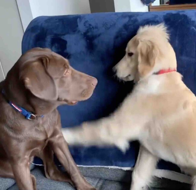 ゴールデンレトリーバー,動画