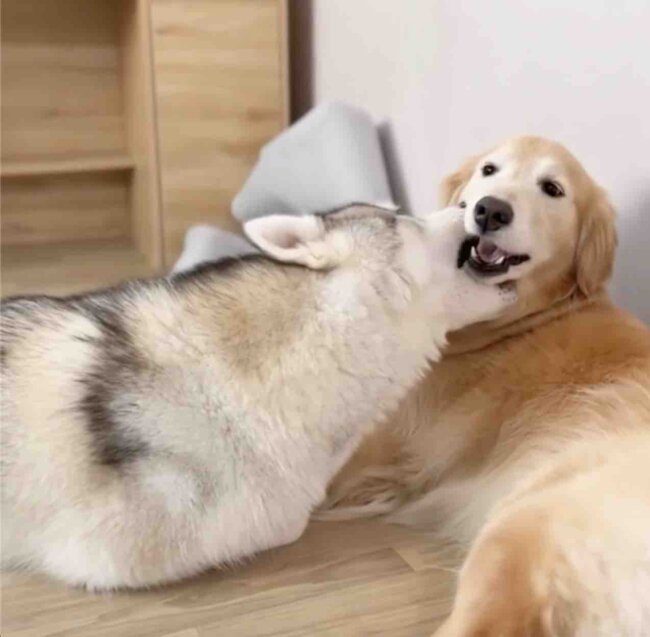 ゴールデンレトリーバー,動画