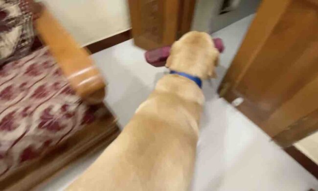 ラブラドールレトリーバー,動画