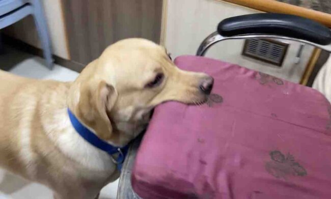 ラブラドールレトリーバー,動画