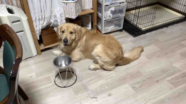 ゴールデンレトリーバー,動画