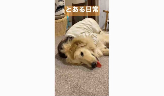 ゴールデンレトリーバー,動画