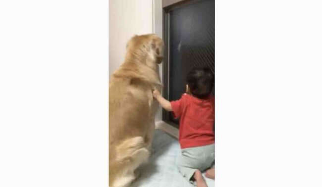 ゴールデンレトリーバー,動画