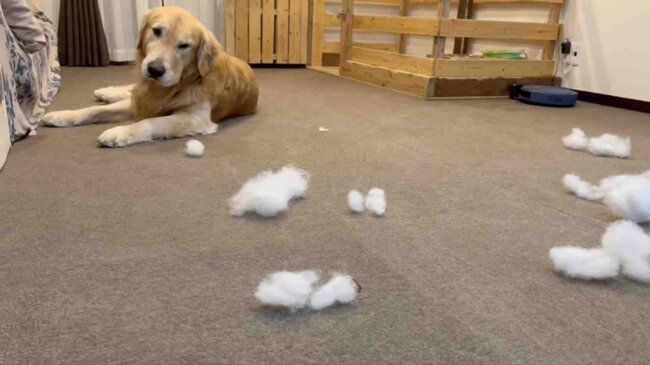 ゴールデンレトリーバー,動画