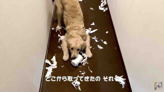 ゴールデンレトリーバー,動画