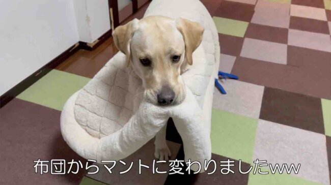 ラブラドールレトリーバー,動画