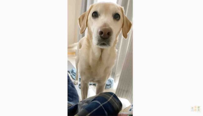 ラブラドールレトリーバー,動画