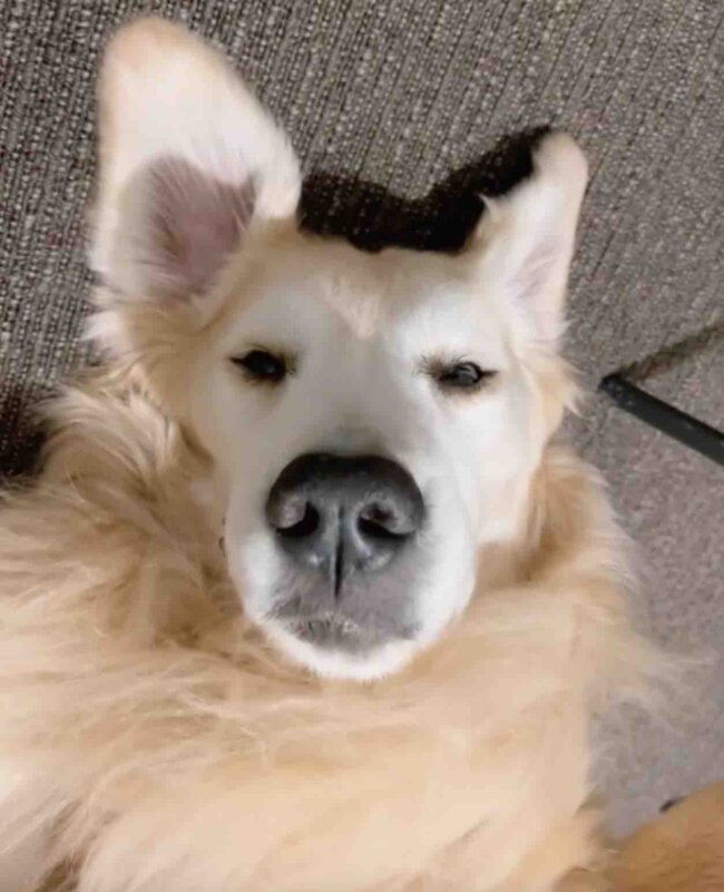 ゴールデンレトリーバー,動画