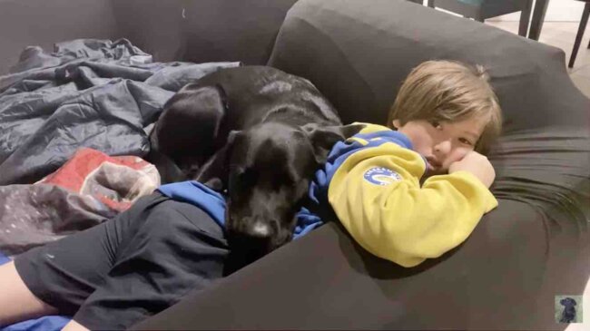 ラブラドールレトリーバー,動画