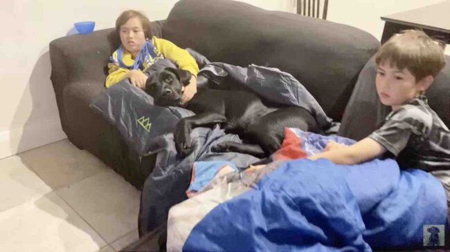 ラブラドールレトリーバー,動画